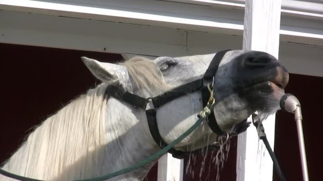 A white horse is sprayed with water.  He manages to grab himself a drink in the process.
