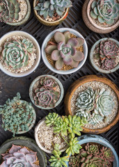  Miniature succulent plants in garden