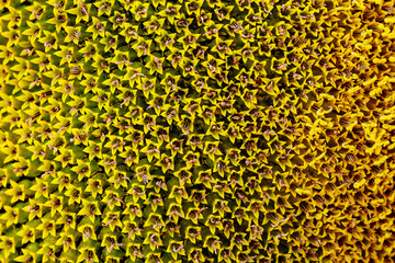 Sunflower macro pattern