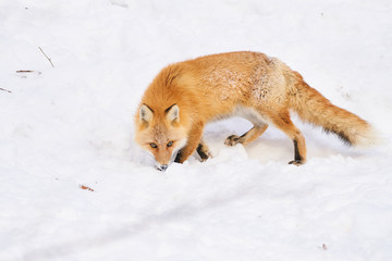 Fototapeta premium 餌を探すキタキツネ 