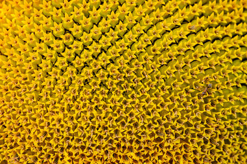 Sunflower macro pattern