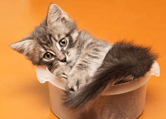 Playful kitten spoiled at home.