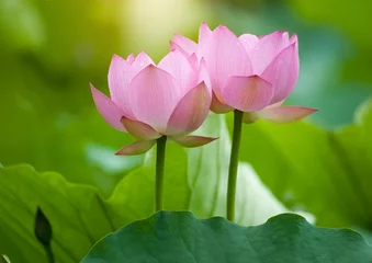 Photo sur Plexiglas fleur de lotus Lotus flower and Lotus flower plants