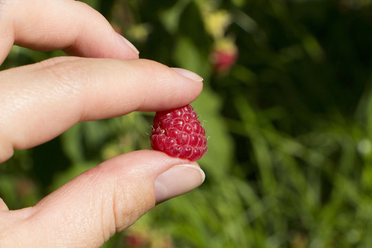 Ripe red raspberries in hand on a background of green grass in t