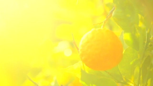 Ripe oranges or tangerines hanging on a tree. Beautiful Healthy organic juicy orange growing in Sunny Orchard. Slow motion HD 1080 video footage