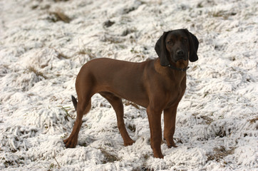 Bayerischer Gebirgsschweisshund