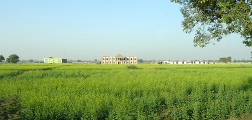 Campo de lino en la India . Uttar Padesh