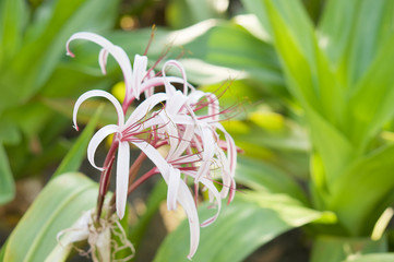 Giantlily or Crinum amabile donn with green leaves