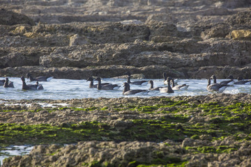 Bernaches en migration