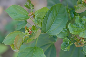 Obraz premium Purging Croton or Croton tiglium Linn with leaf curl disease