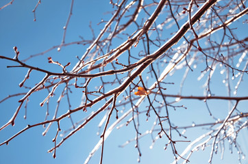  Winter ice-covered branches against a bright blue sky