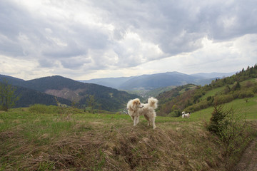 Herding dogs in a pasture in the mountains. Carpathians