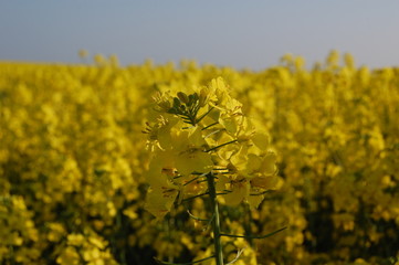 oilseed rape plant against soft focus field background