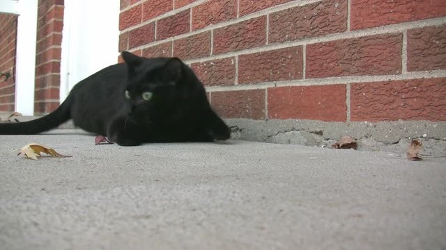 A black cat gets out of the house and then rolls around on the concrete ground.
