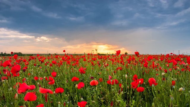 poppies fields at sunset, moving clouds, 4k time lapse, dramatic clouds
