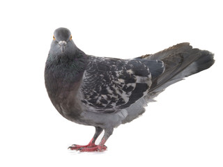  gray pigeon