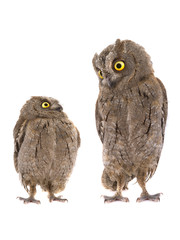 Obraz premium Two european scops owl