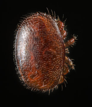 Varroa destructor bee parasite - microscope photo