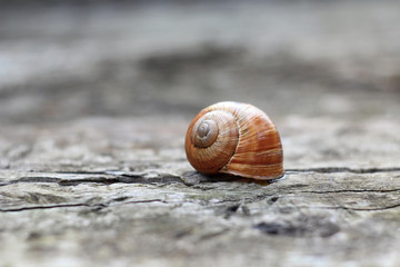 shell