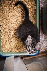 Kitten defecate in the toilet.