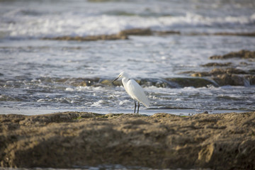 Belle aigrette en bordure de plage