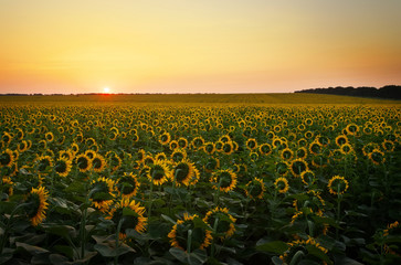 Sunflower fields during sunset. 