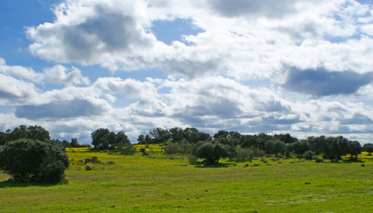 Beautiful landscape of green pasture with holm oaks 