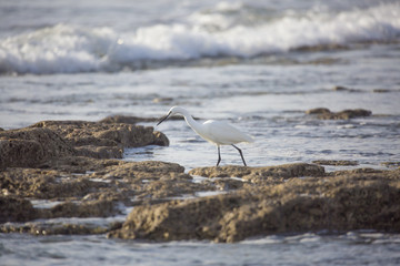Belle aigrette en bordure de plage