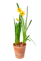 gelbe Narzissen im Topf, Narzissus 