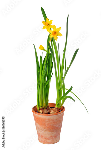 "gelbe Narzissen im Topf, Narzissus " Stockfotos und lizenzfreie Bilder