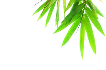 Fototapeta premium Bamboo leaves isolated on white background
