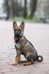 Little cute puppy in park