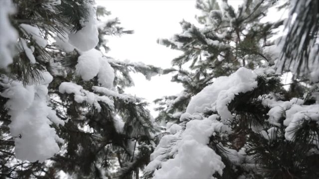Trees In Forest Covered With Winter Snow