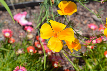 Blooming Yellow Flowers in a Garden