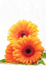 Blumen Freisteller Gerbera