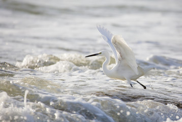 Belle aigrette en bordure de plage
