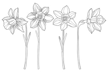 Vector set with outline narcissus or daffodil flowers in black isolated on white background. Ornate floral elements for spring design and coloring book. Narcissus flower in contour style.