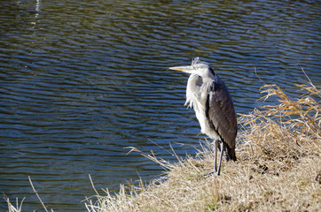 grey heron