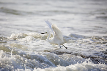Belle aigrette en bordure de plage