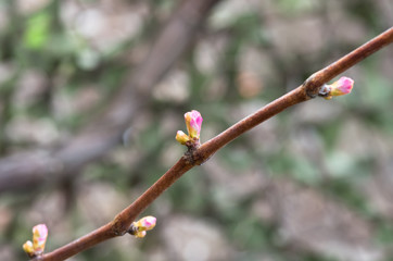 vine and grape buds, closeup , spring background