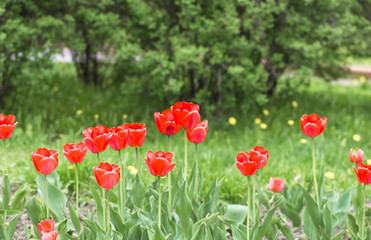 red tulips in the park. Spring landscape.