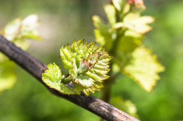 shoots and leaves of grapes on the vine spring