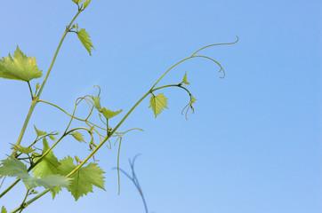 green leaves of grapes on a background of blue sky