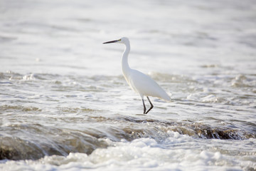 Belle aigrette en bordure de plage