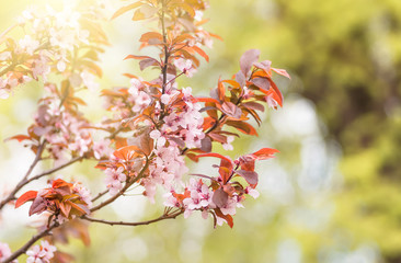 flowers and young leaves of cherry wood sakura