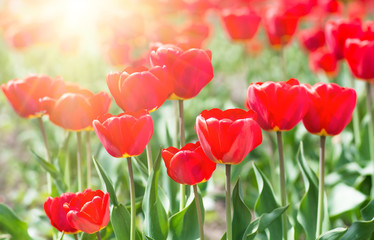 Obraz premium red tulips in the park. Spring landscape.