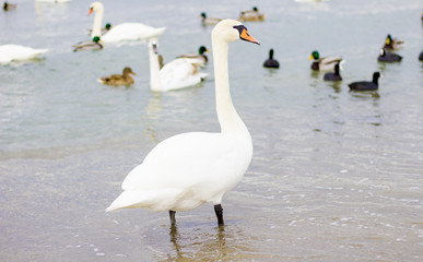 Fototapeta na wymiar A flock of wild swans