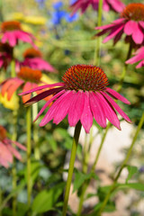 Colorful Blooming Daisies