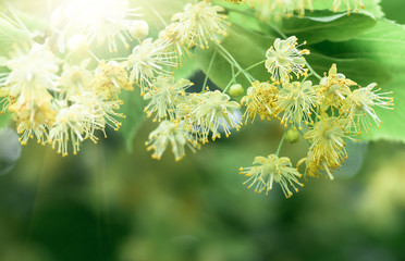 flowers blossoming tree linden tree, spring