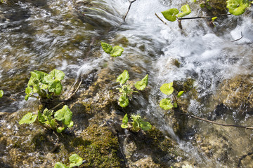 Ligularia sibirica in water
